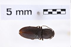 Foto (Dorsalansicht) von Pseudanostirus altaicus (Eschscholtz, 1829) (NHMW-ZOO-COL-0007799)